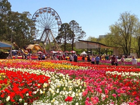 le hoi hoa 1 - Tham gia lễ hội hoa Floriade khi du lịch Úc